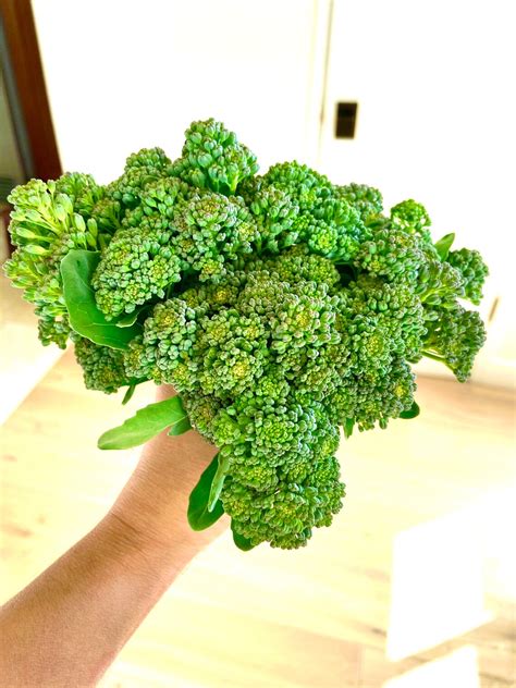 Organic Broccolini Seeds For 2023 2024 10 15 Seeds Small Etsy