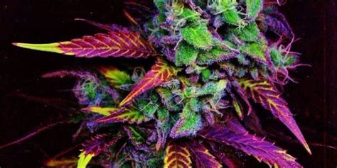Purple Red And Green Weed A Guide To Your Bud Colors