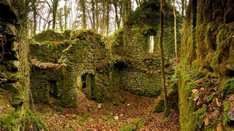 Free Download Autumn Season Ruins Forest Leaves Ireland Moss Wallpaper