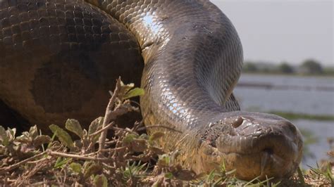 Actualizar 31 Imagen Anaconda Comiendose A Un Cocodrilo Abzlocalmx