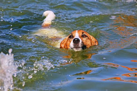Dog Rescued After Being Found Swimming In The Middle Of The Ocean