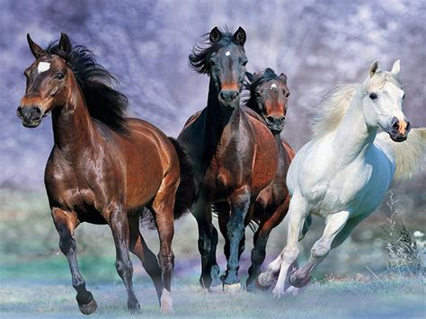 Galloping Horse Desktop Background Images Widescreen