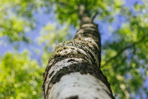 Free Images Tree Trunk Green Branch Canoe Birch Woody Plant