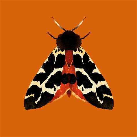 Moths On Behance Moth Art Moth Illustration Insect Art