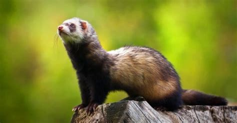 Weasels Vs Ferrets 5 Key Differences Explained A Z Animals