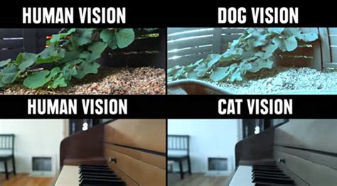How Animals See The World Vs How Humans See The World