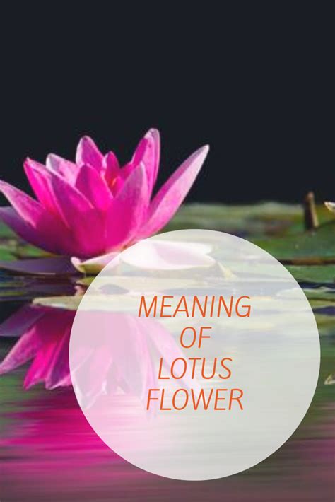 Lotus Flower Meaning In Hinduism Beautiful Insanity