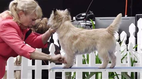 It features food, rides, a ferris wheel, competitions. Royal adelaide show dog guide
