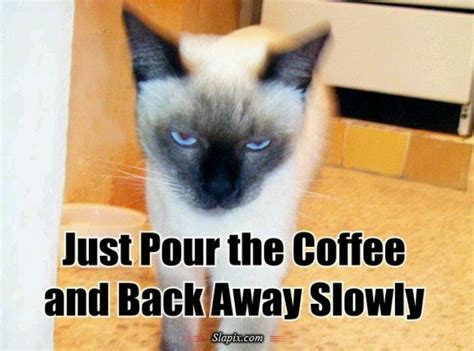 Pin By Linda Blank On Oh Yes Coffee Cat Coffee Funny Cat Pictures
