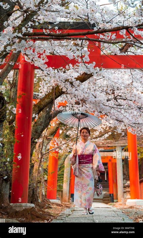 Japanese Woman With Kimono Under Blossoming Cherry Trees Torii Gate At