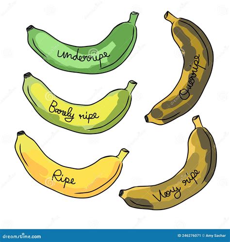 Banana Ripeness Stages Infographics Chart Bunch Of Bananas Colour