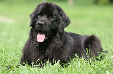 Newfoundland Dog Breed Guide And Pet Insurance Plan Healthy Paws Pet