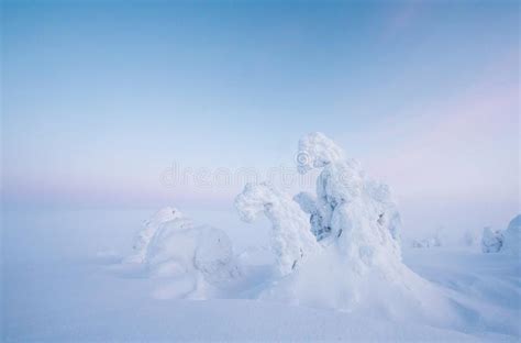 Frozen Trees In The Nature Of Finnish Lapland Stock Photo Image Of