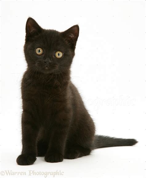 21 British Shorthair Cat Black Furry Kittens