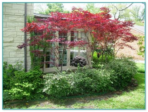 Dwarf Ornamental Trees For Landscaping Home Improvement