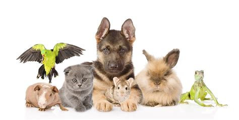 What Type Of Pet Should You Get Petlife