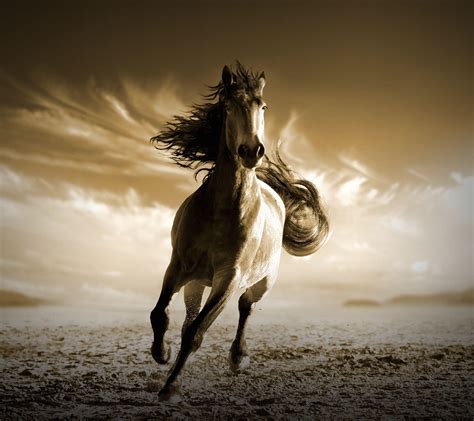 Beautiful Running Horse Photography