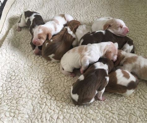 This is the price you can expect to budget for a bracco italiano with papers but without breeding rights nor show quality. Bracco Italiano Puppies For Sale | New Jersey 17, NJ #218919