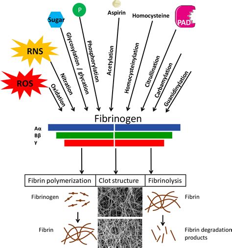 Effects Of Post Translational Modifications Of Fibrinogen On Clot