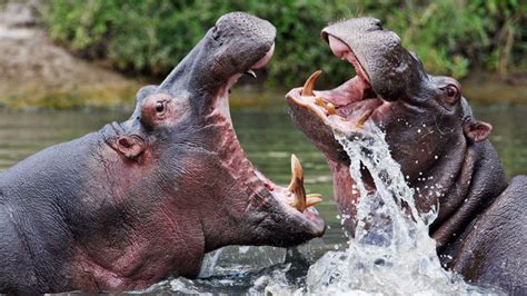 Top 126 The Most Extreme Animals
