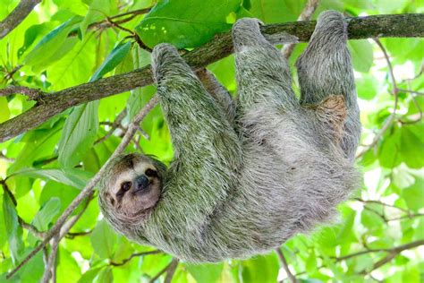 Sloths More Vulnerable To Predators Than Previously Thought