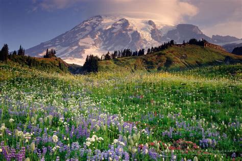 Mount Rainier Paradise Meadows Wildflowers Alan Majchrowicz Photography