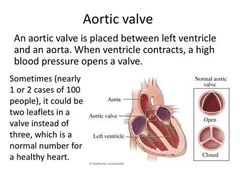 Heart Valves Functionality And Treats Online Presentation