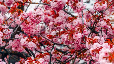 Download Wallpaper 3840x2160 Flowers Tree Pink Branches Blooms