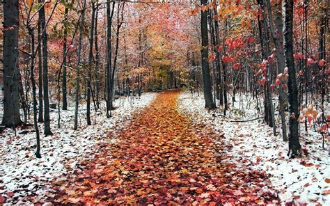 Free Download Late Autumn The First Snow Fell Desktop Wallpapers