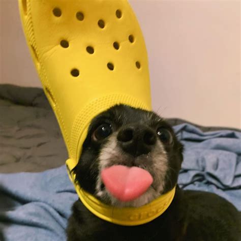 Dog Pfp Template ~ Facetime Meme Hamster Dog Croc Dogs Cute Funny Pet