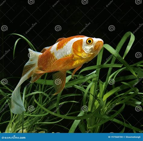 Veiltail Goldfish Carassius Auratus Stock Photo Image Of Asia