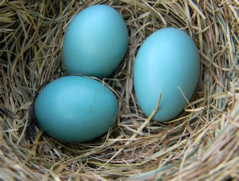 Warna Telur Burung Merak Di Temukan Di Wilayah Jawa Kenalan Dengan Burung Merak Pemilik Bulu