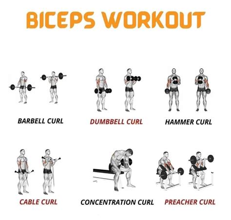 Biceps Workout At Gym Training Lichaam Training Lichaam