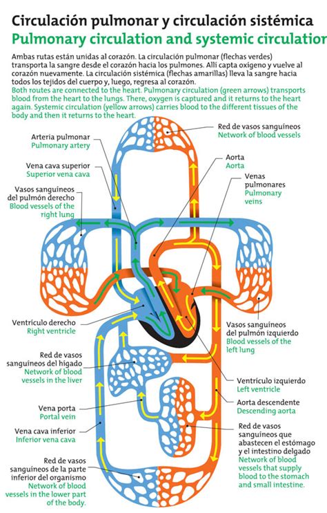 Circulación Pulmonar Y Circulación Sistémica Icarito