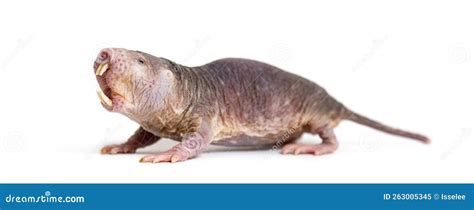 Naked Mole Rat Hairless Rat Heterocephalus Glaber Isolated On White Stock Image Image Of