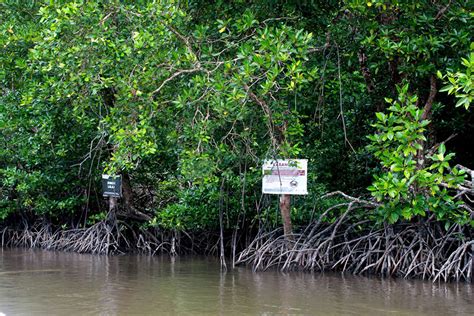 When Communities Get Together Protecting The Mangroves Of Kubu Raya