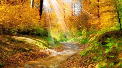 Rays Of Sun On The Fall Forest Path Backiee