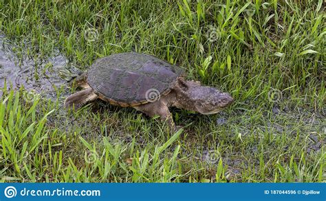 A Common Snapping Turtle Walking Along A Shallow Water Filled Ditch In