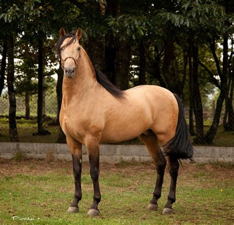 Andalusian Horses Beautiful Horses Cute Horses