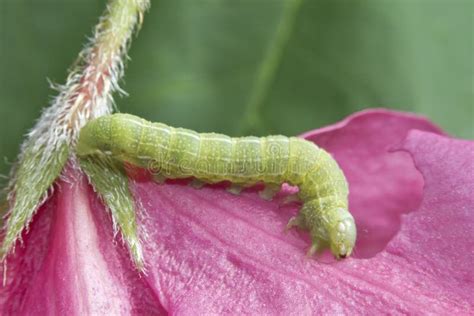 Green Oak Caterpillar Stock Photo Image Of Flower Stripe 55042912