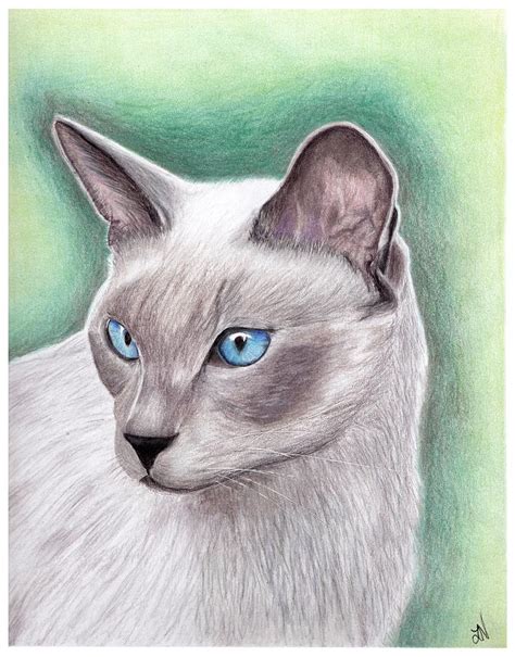 Siamese Cat Drawing By Lynette Vinck