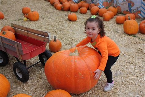 Sophias Big Adventures Pasadena Pumpkin Patch