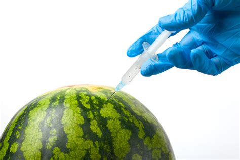 Genetically And Chemically Modified Watermelon Stock Photo Download