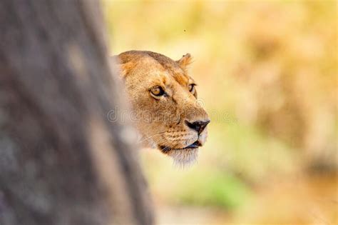Focused Lion Stands Behind A Tree Looking For Prey In Africa Stock