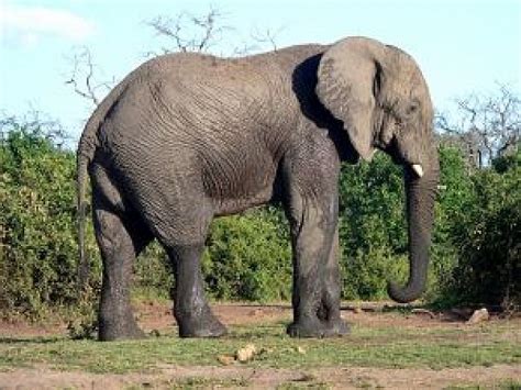 Información Sobre El Elefante Informacion Sobre Animales