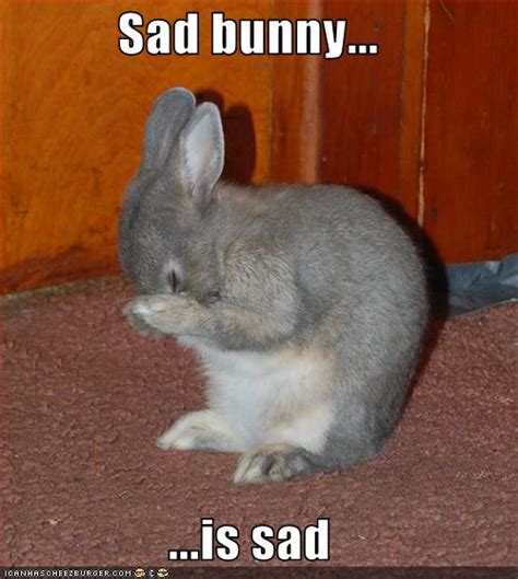 Sad Bunny Submited Images