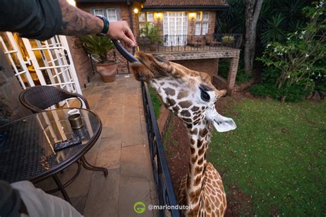 Places We Love Giraffe Manor Nairobi Kenya Wild Eye