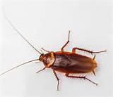 Images of Small Cockroach