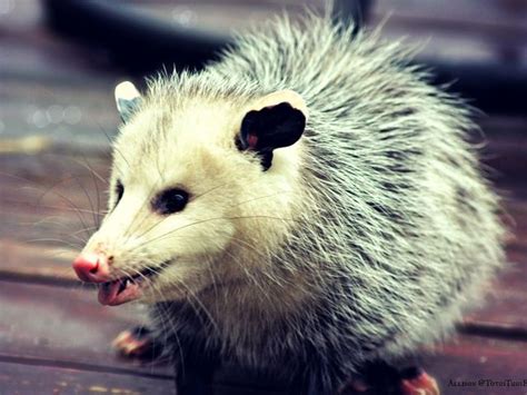 Pin On Opossums