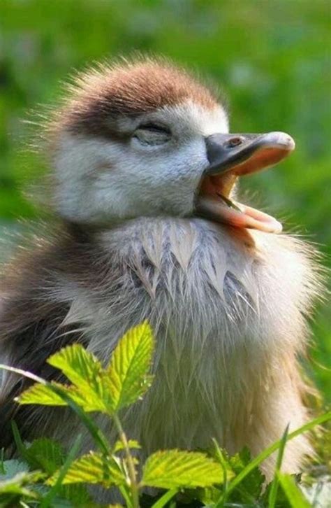 60 Cute Baby Duck Pictures To Make You Say A Duck
